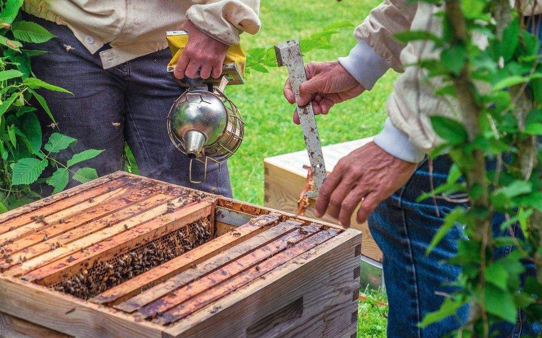 如何防止蜜蜂飛逃 如何防止蜜蜂飛逃