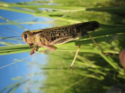 20萬只粉紅椋鳥到達新疆,滅蝗大戰開始,蝗蟲還夠吃嗎 20萬只粉紅椋鳥馳援新疆滅蝗,護40萬畝草場!蝗災到底有多可怕?