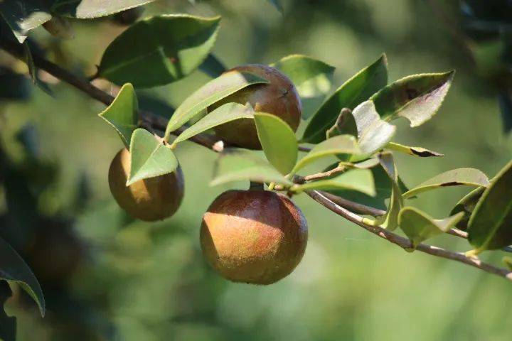 油茶樹花有粉和蜜嗎(如何預防蜜蜂幼蟲中毒) 油茶樹花有粉和蜜嗎(如何預防蜜蜂幼蟲中毒)