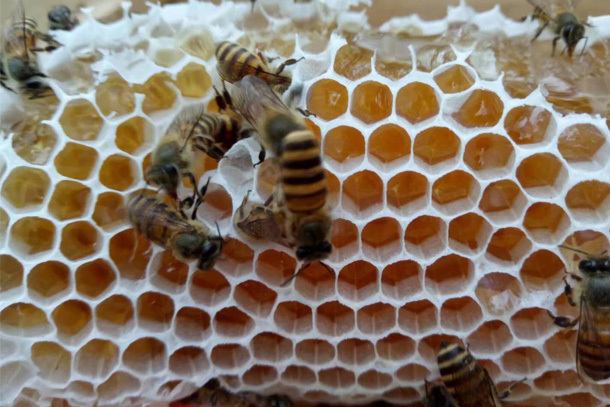 怎樣消滅蜂場里的大黑胡蜂(消滅胡蜂的三種方法) 怎樣消滅蜂場里的大黑胡蜂(消滅胡蜂的三種方法)