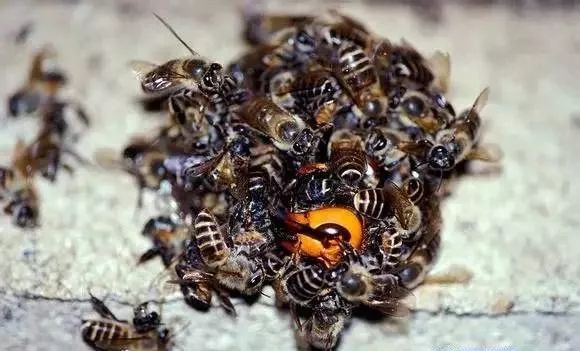 怎樣消滅蜂場里的大黑胡蜂(消滅胡蜂的三種方法) 怎樣消滅蜂場里的大黑胡蜂(消滅胡蜂的三種方法)