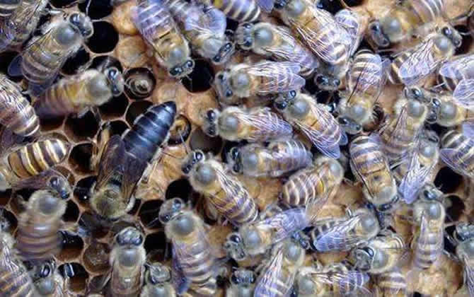 如何正確囚王? 如何正確囚王?