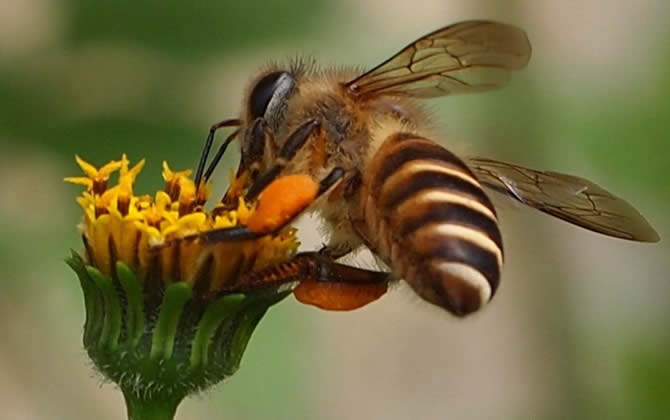 養100箱蜜蜂要多少資金？