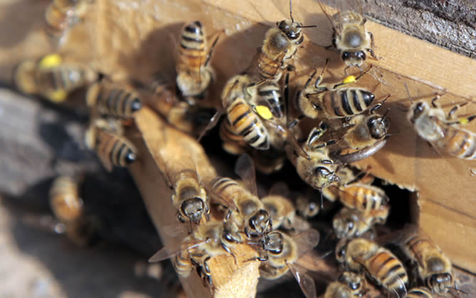 養100箱蜜蜂要多少資金？