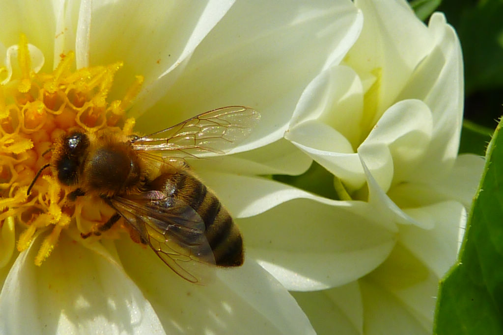 新手養蜂怎么割蜜(土養蜜蜂怎么割蜜) 新手養蜂怎么割蜜(土養蜜蜂怎么割蜜)