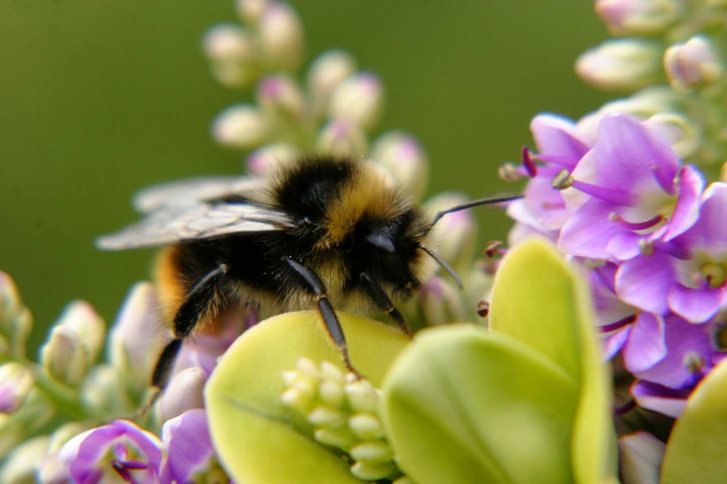新手養蜂怎么割蜜(土養蜜蜂怎么割蜜) 新手養蜂怎么割蜜(土養蜜蜂怎么割蜜)