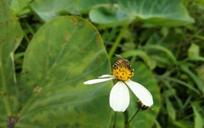 黑小蜜蜂蜇人有毒嗎（黑小蜂的毒性強(qiáng)么）
