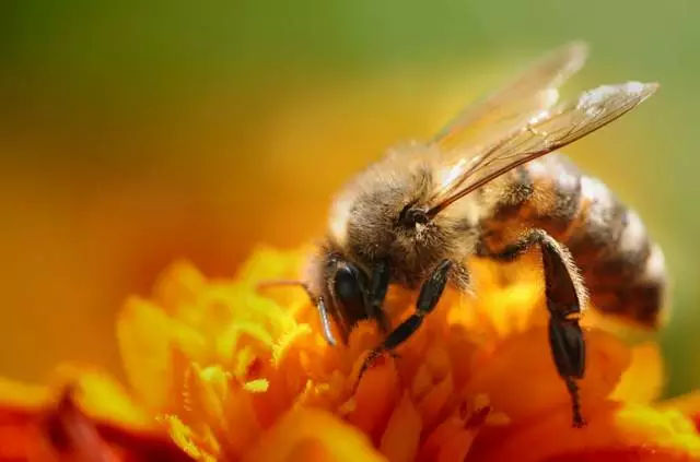 松丹一號蜂王可與那些蜂種雜交(蜂群的大小及組成) 松丹一號蜂王可與那些蜂種雜交(蜂群的大小及組成)
