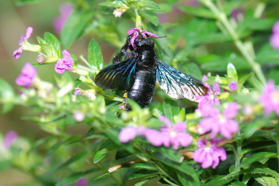 木蜂是益蟲還是害蟲(木蜂鉆木頭的目的) 木蜂是益蟲還是害蟲(木蜂鉆木頭的目的)