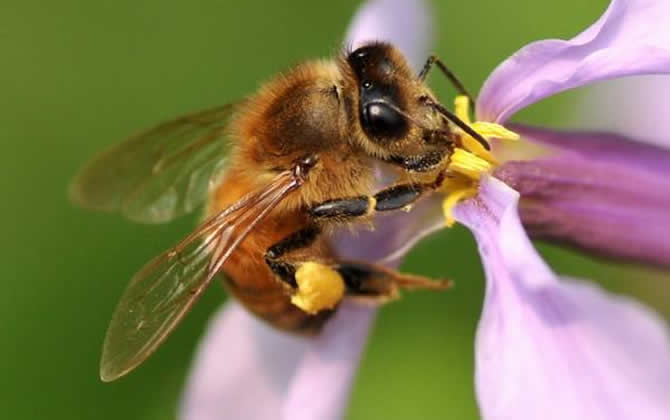 初學(xué)養(yǎng)蜂步驟及方法 初學(xué)養(yǎng)蜂