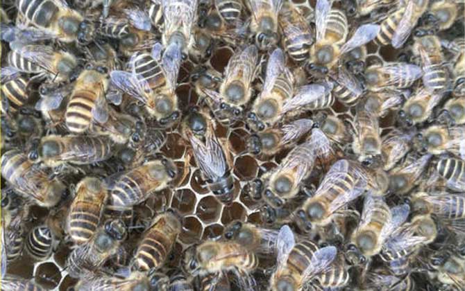 阿壩中蜂耐熱嗎(阿壩中蜂是不是不耐熱) 阿壩中蜂耐熱嗎(阿壩中蜂是不是不耐熱)