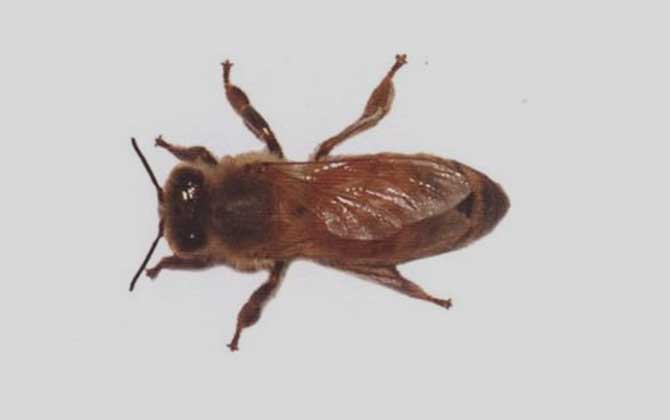 西方蜜蜂品種及亞種分布(西方有哪些蜜蜂品種) 西方蜜蜂品種及亞種分布(西方有哪些蜜蜂品種)