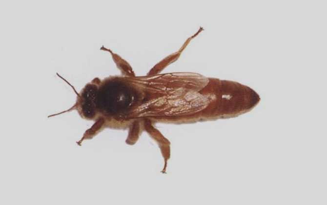 西方蜜蜂品種及亞種分布(西方有哪些蜜蜂品種) 西方蜜蜂品種及亞種分布(西方有哪些蜜蜂品種)