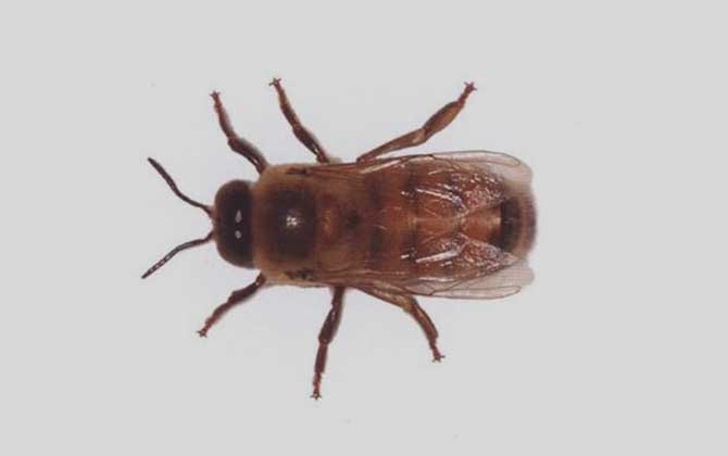 西方蜜蜂品種及亞種分布(西方有哪些蜜蜂品種) 西方蜜蜂品種及亞種分布(西方有哪些蜜蜂品種)