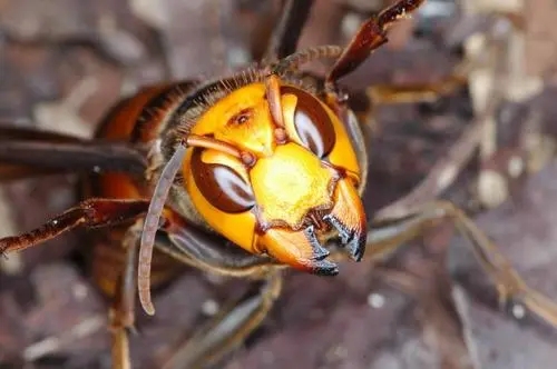黃腰虎頭蜂泡酒有什么功效(黃腰虎頭蜂泡酒對人的身體有什么好處) 黃腰虎頭蜂泡酒有什么功效(黃腰虎頭蜂泡酒對人的身體有什么好處)
