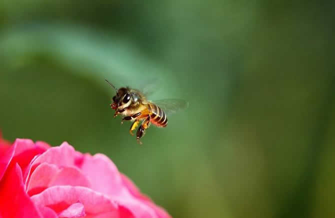 【蜜蜂養殖】哪些人不適合養蜜蜂? 哪些人不適合養蜜蜂?