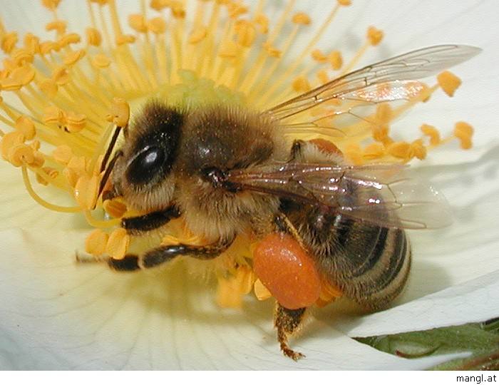 【蜜蜂養殖】哪些人不適合養蜜蜂? 哪些人不適合養蜜蜂?