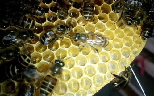 蛋群放在蜂箱可以嗎(蛋群蜜蜂怎么養) 蛋群放在蜂箱可以嗎(蛋群蜜蜂怎么養)