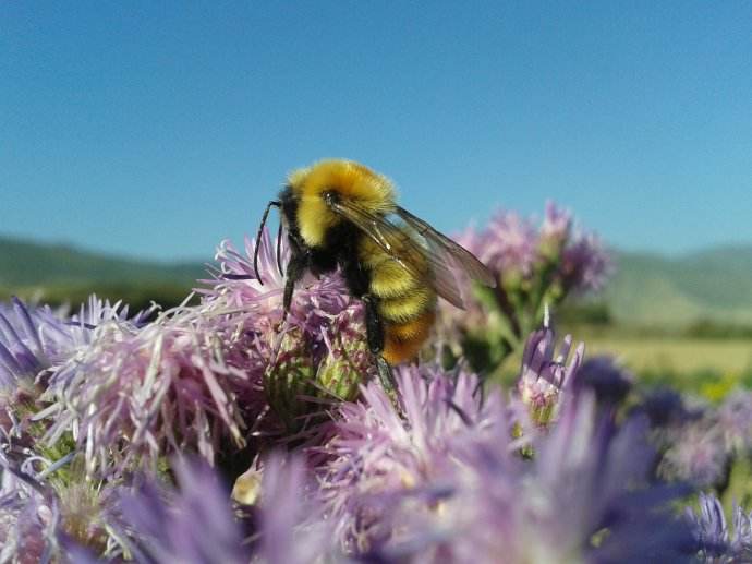 塞浦路斯蜜蜂 塞浦路斯蜜蜂