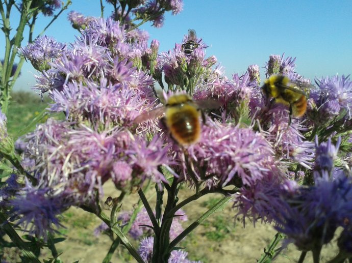 塞浦路斯蜜蜂 塞浦路斯蜜蜂