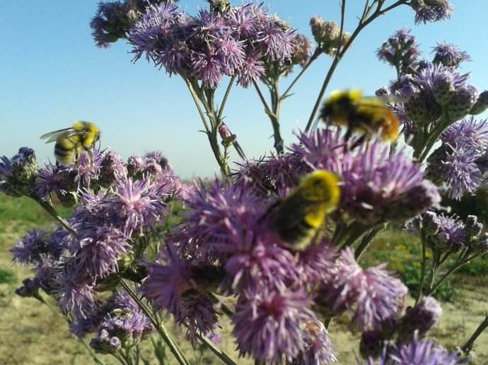 塞浦路斯蜜蜂 塞浦路斯蜜蜂