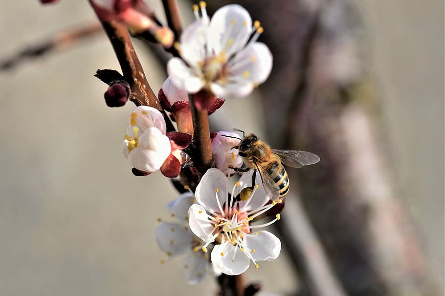 蜜蜂養(yǎng)殖過(guò)程中的粉源植物有哪些(這些常見(jiàn)的春繁粉源) 蜜蜂養(yǎng)殖過(guò)程中的粉源植物有哪些(這些常見(jiàn)的春繁粉源)