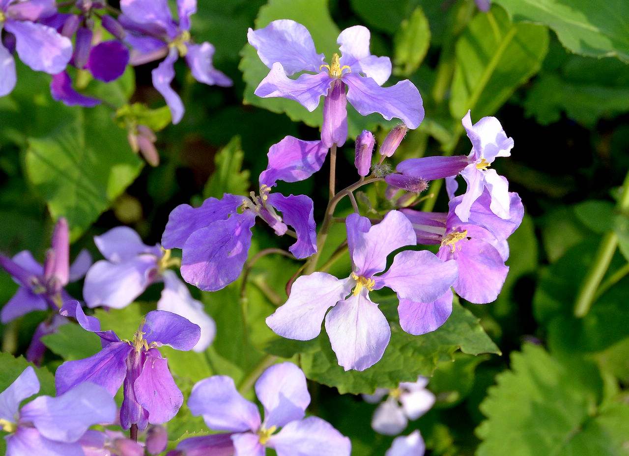 蜜蜂養(yǎng)殖過(guò)程中的粉源植物有哪些(這些常見(jiàn)的春繁粉源) 蜜蜂養(yǎng)殖過(guò)程中的粉源植物有哪些(這些常見(jiàn)的春繁粉源)