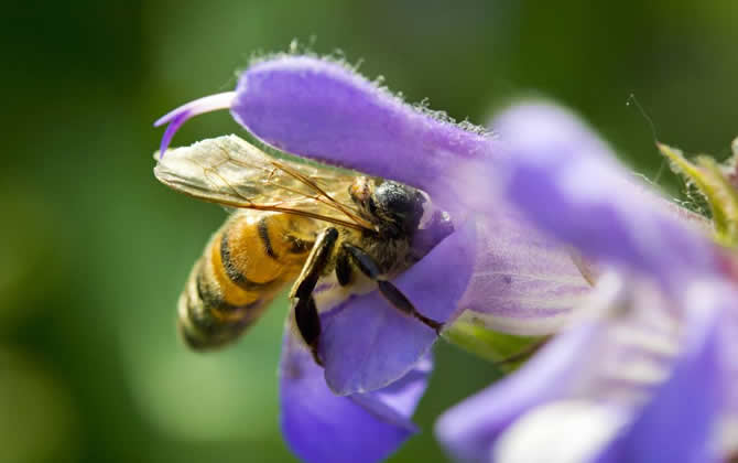 如何制止工蜂產卵? 工蜂產卵