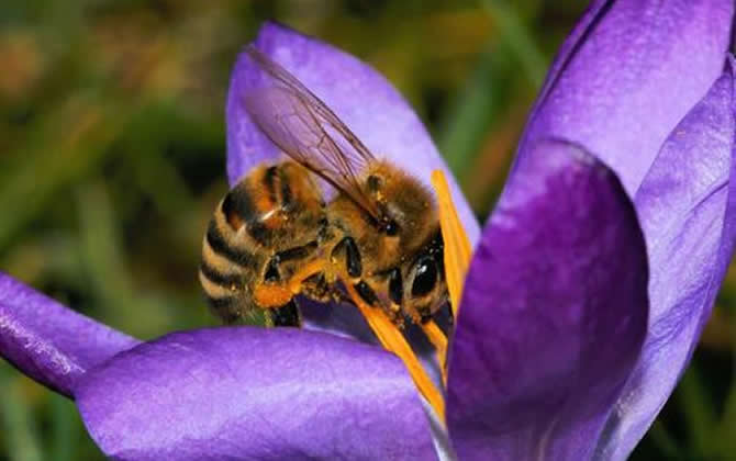 如何制止工蜂產卵? 工蜂產卵