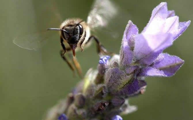 如何制止工蜂產卵? 工蜂產卵