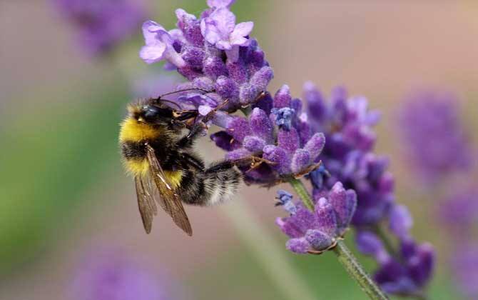 蜜蜂蛹病如何防治？