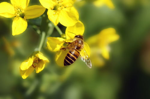 油菜花什么時(shí)候開花(油菜花的開花流蜜時(shí)間) 油菜花什么時(shí)候開花(油菜花的開花流蜜時(shí)間)