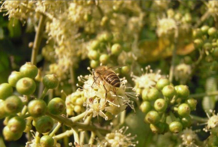 鴨腳木什么時候開花(廣東鴨腳木樹幾月份開花) 鴨腳木什么時候開花(廣東鴨腳木樹幾月份開花)