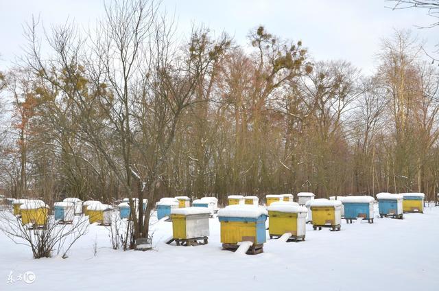 北方冬季如何喂養蜜蜂(北方養蜂越冬飼喂經驗分享) 北方冬季如何喂養蜜蜂(北方養蜂越冬飼喂經驗分享)