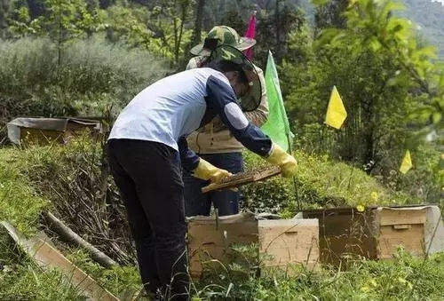 蜜蜂啥時(shí)候才可以育王(中蜂王的最佳育王時(shí)間) 蜜蜂啥時(shí)候才可以育王(中蜂王的最佳育王時(shí)間)