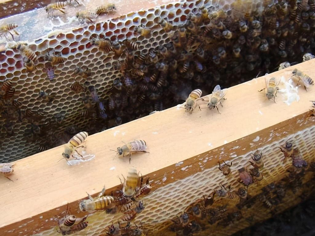 巢蟲什么季節會有(什么季節蟲子多) 巢蟲什么季節會有(什么季節蟲子多)