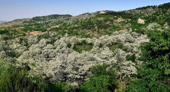 一箱蜜蜂一年能產多少蜂蜜? 一箱蜜蜂一年能產多少蜂蜜?