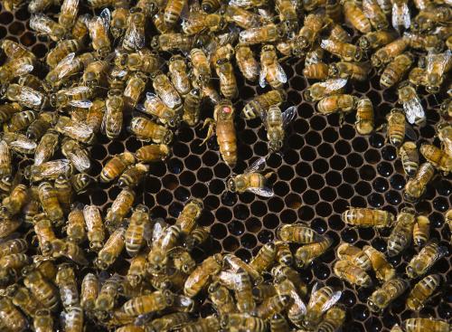 新王交尾是什么意思(判斷蜂王交尾成功的方法) 新王交尾是什么意思(判斷蜂王交尾成功的方法)