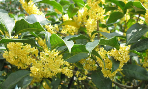 鄉下野外主要蜜源植物有哪些(5種農村常見的蜜源植物) 鄉下野外主要蜜源植物有哪些(5種農村常見的蜜源植物)