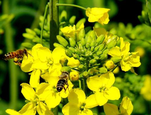 鄉下野外主要蜜源植物有哪些(5種農村常見的蜜源植物) 鄉下野外主要蜜源植物有哪些(5種農村常見的蜜源植物)