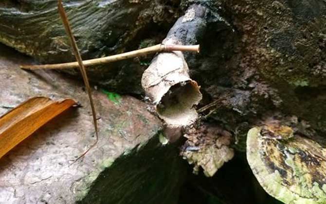 酸蜂主要分布在什么地方 酸蜂主要分布在什么地方