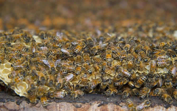 蜜蜂沒有蜂王 蜜蜂沒有蜂王