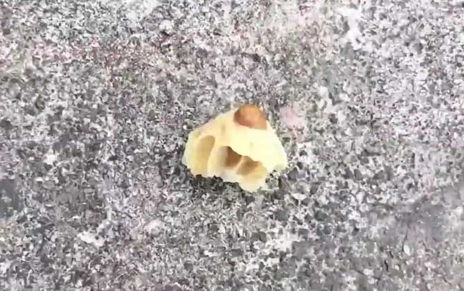 什么是王臺(tái) 什么是王臺(tái)