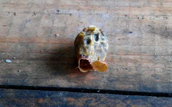 什么是王臺(tái) 什么是王臺(tái)