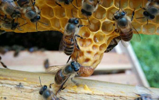 什么是王臺(tái) 什么是王臺(tái)