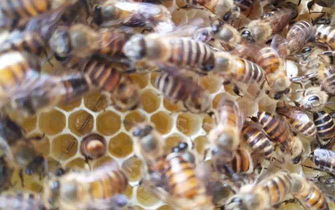 新蜂試飛和盜蜂怎么區分 新蜂試飛和盜蜂怎么區分