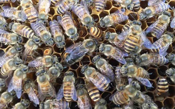 中蜂蜂王出售價格(2022年中蜂王價格) 中蜂蜂王出售價格(2022年中蜂王價格)