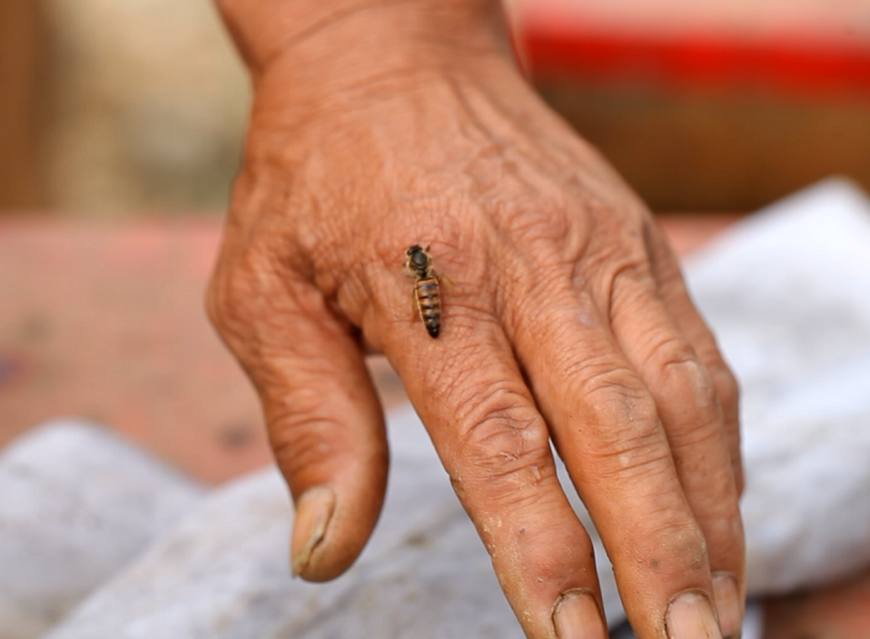 蜂王長什么樣子?(罕見的蜂王樣子) 蜂王長什么樣子?(罕見的蜂王樣子)