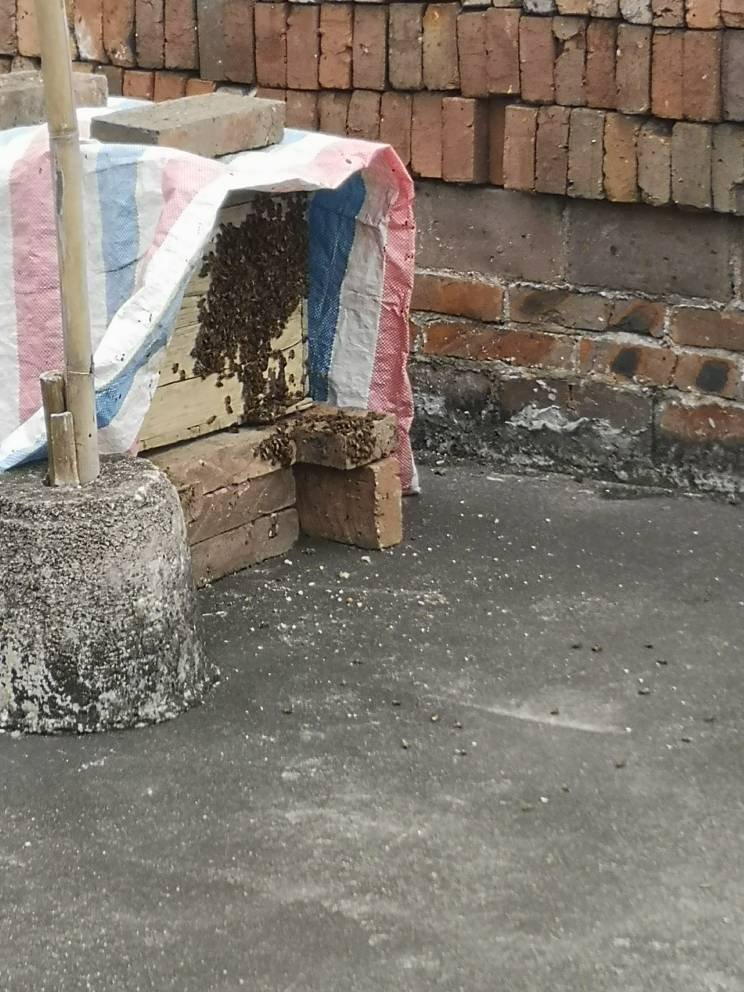 養(yǎng)蜂幾月份開始養(yǎng)(養(yǎng)蜂什么時(shí)候最適宜) 養(yǎng)蜂幾月份開始養(yǎng)(養(yǎng)蜂什么時(shí)候最適宜)