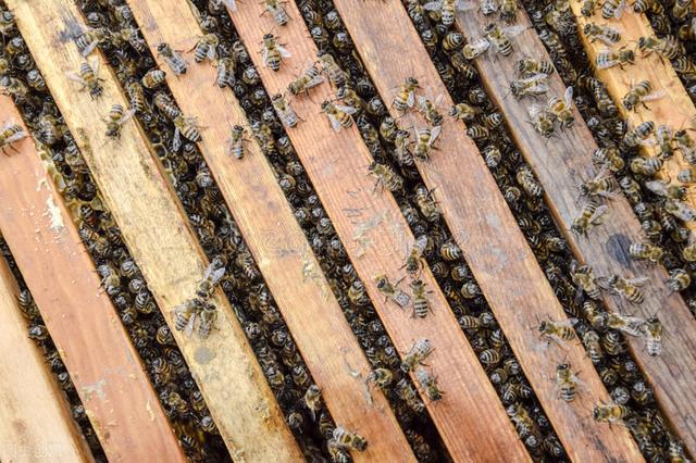 什么情況下加巢礎(加巢礎的正確方法) 什么情況下加巢礎(加巢礎的正確方法)